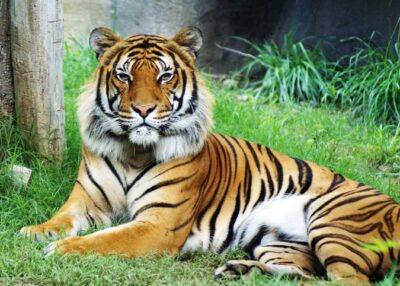 National Animal of Malaysia - Malayan tiger