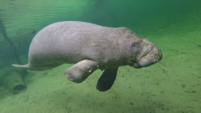 National Animal of Cabo Verde - Manatees