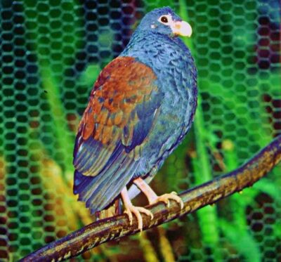 National bird of Samoa - Manumea (tooth-billed pigeon)