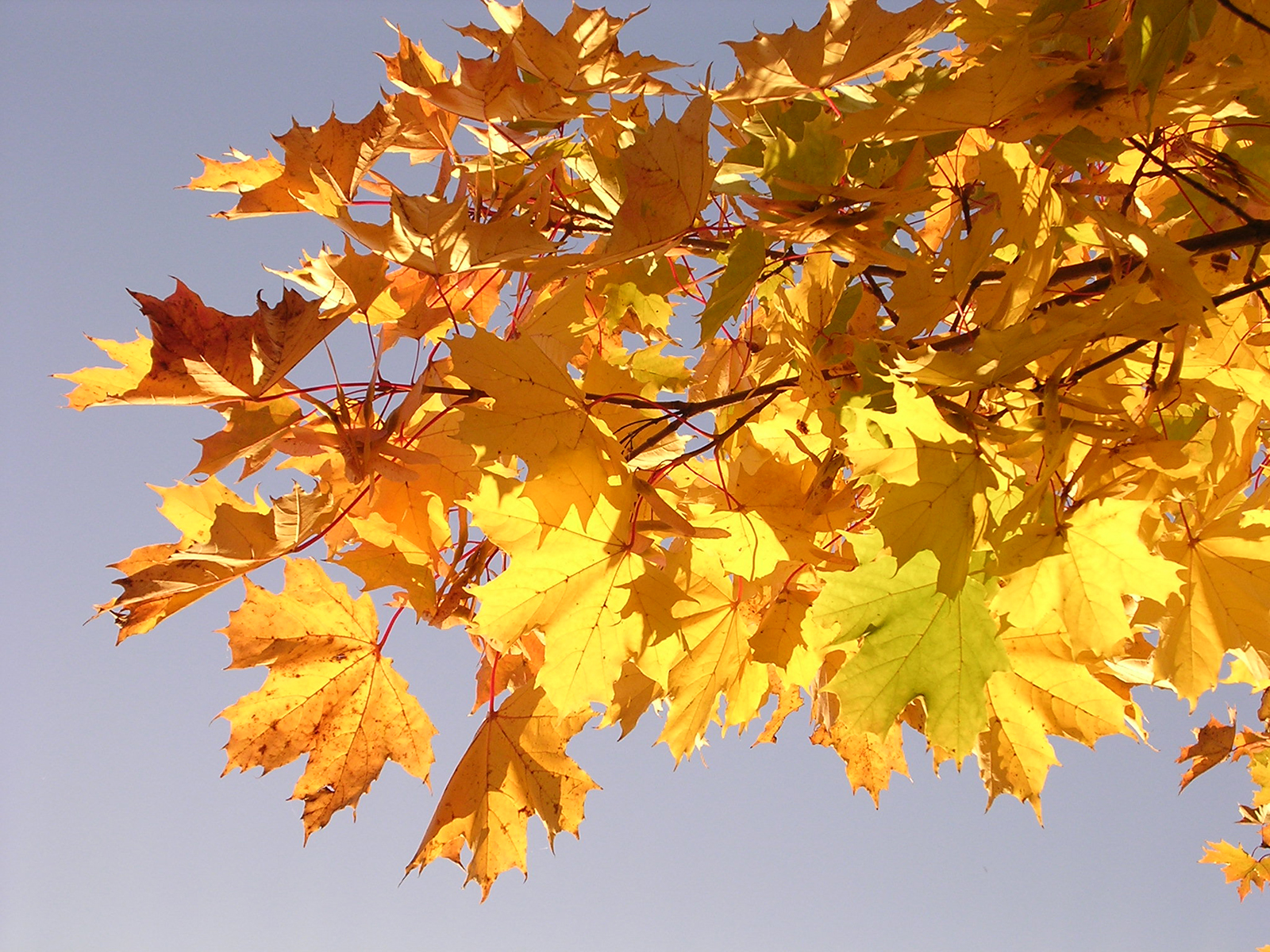 National Tree of Canada - Maple species