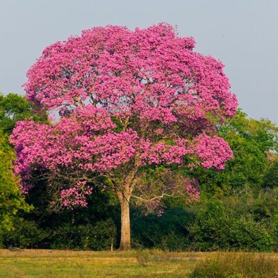 National Tree of El Salvador - Maquilishuat