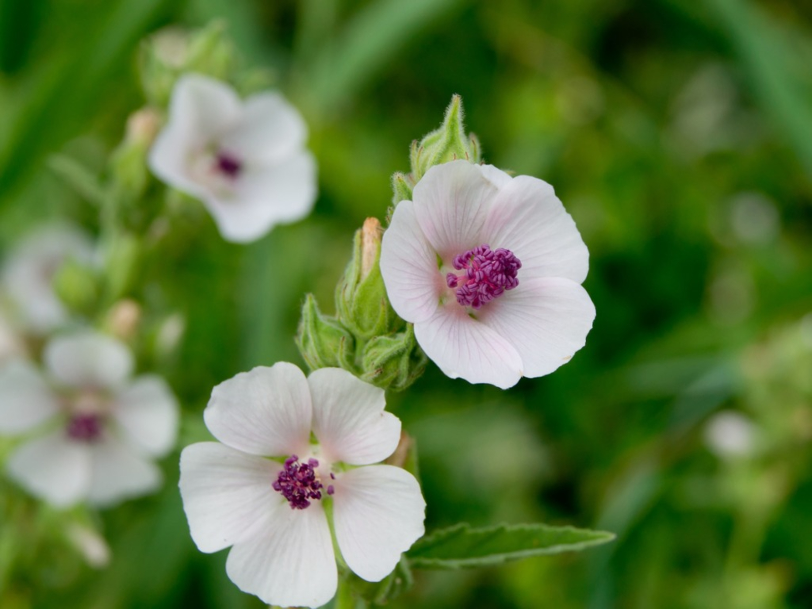 National flower of Armenia - Marshmallow plant