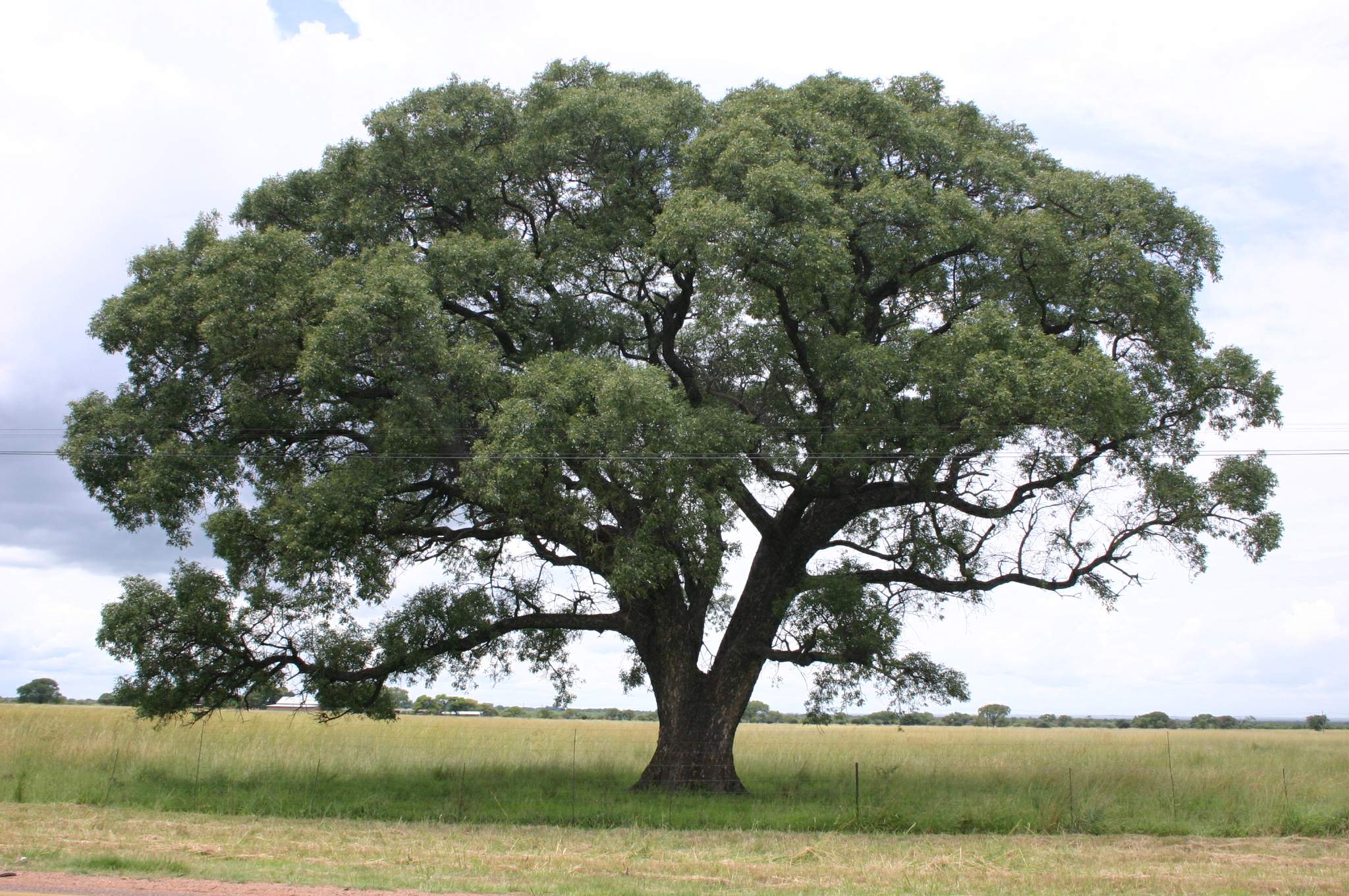 National tree of Botswana