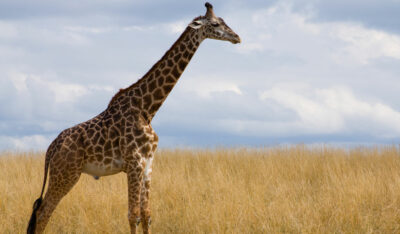 National Animal of Tanzania - Masai giraffe