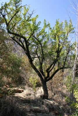 National Tree of Lesotho - Maytenus hetrophylla