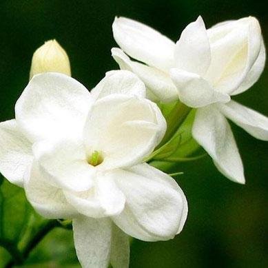 National flower of Indonesia - Melati