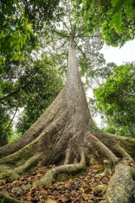 National Tree of Malaysia - Borneo/Malacca teak, Merbau