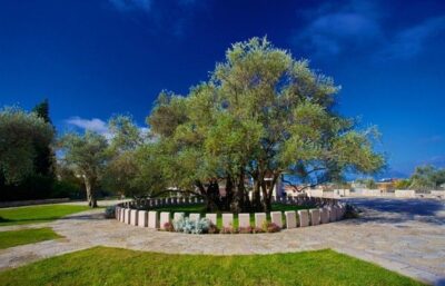 National Tree of Montenegro - Mirovica olive tree