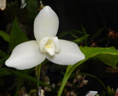 National flower of Guatemala - Monja Blanca