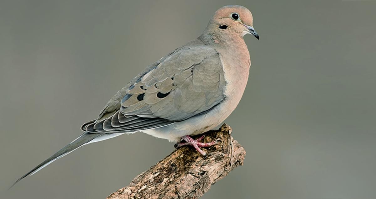 National Animal of British Virgin Islands - Mourning dove