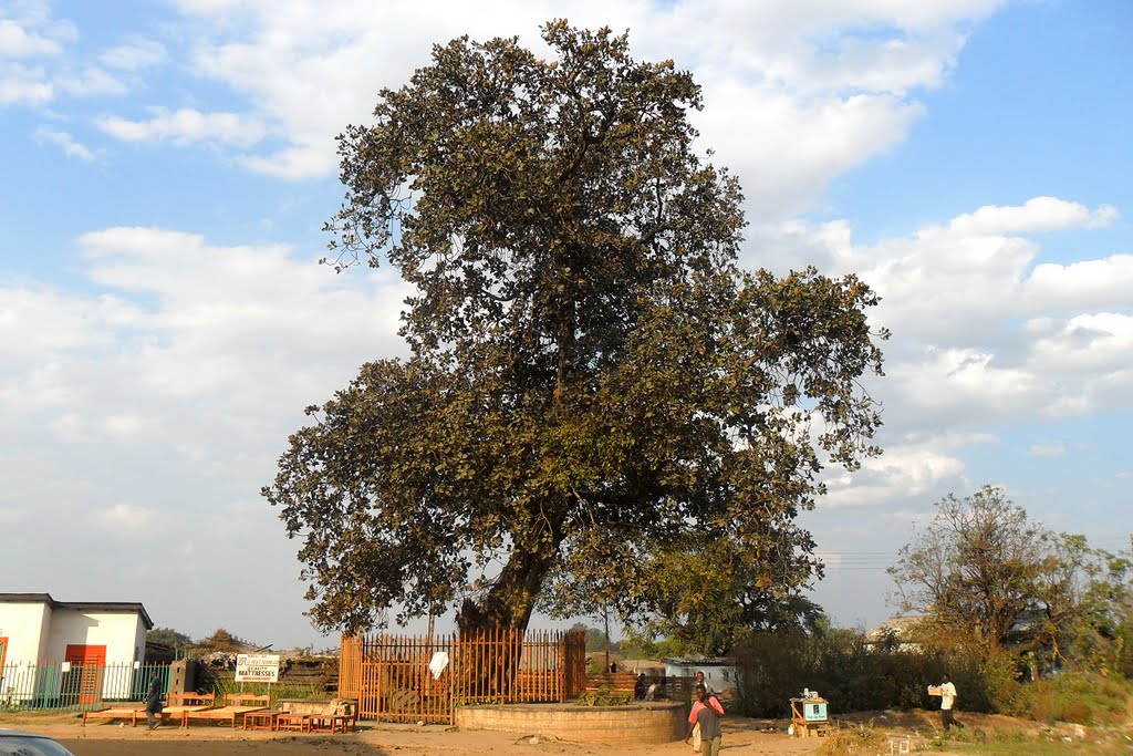 National Tree of Zambia - Mukuyu (Fig tree)