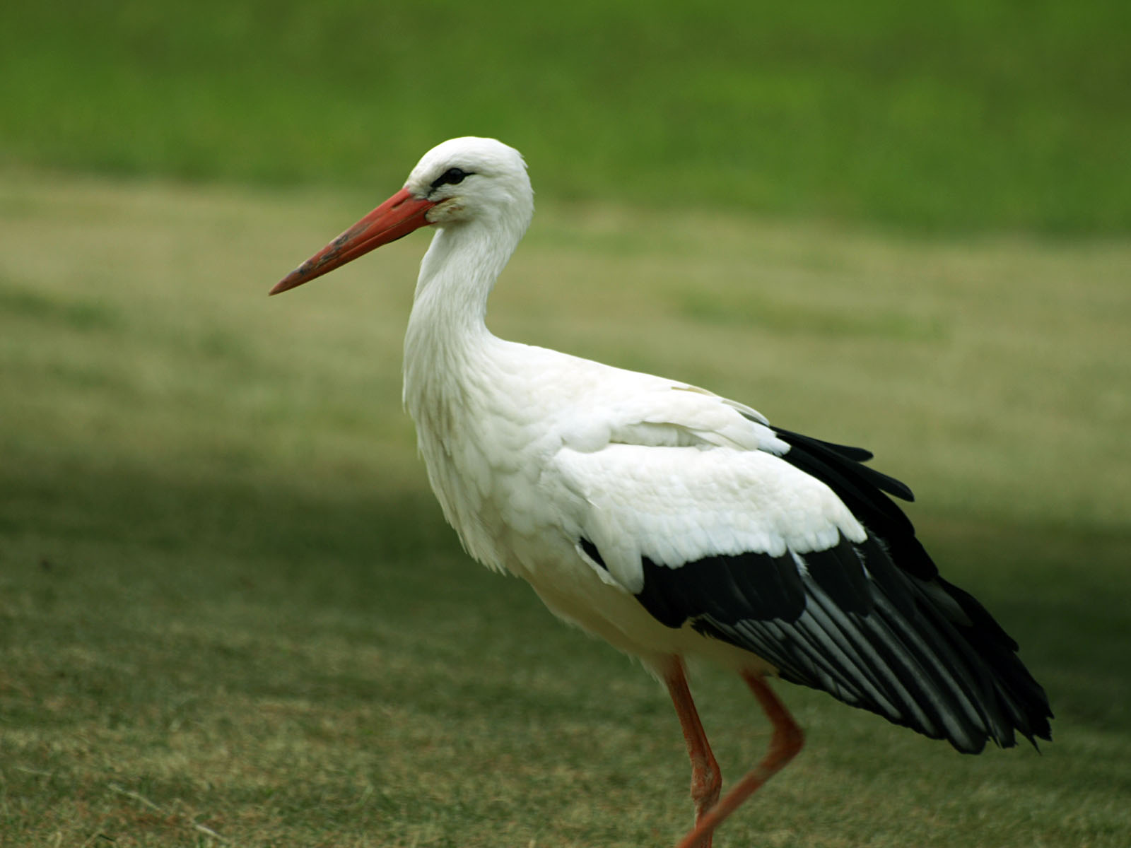 National Animal of Lithuania - White Stork