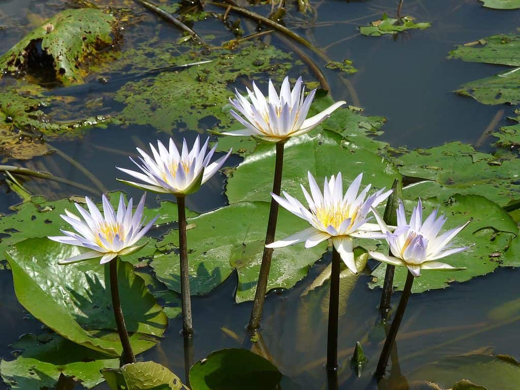 National flower of Bangladesh - Water lily 