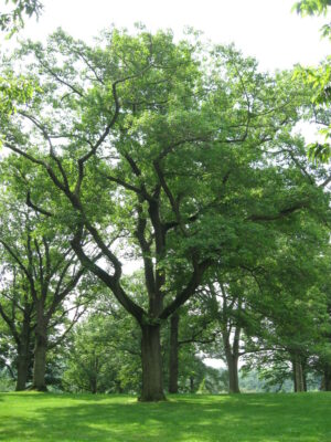 National Tree of Latvia - Oak and linden