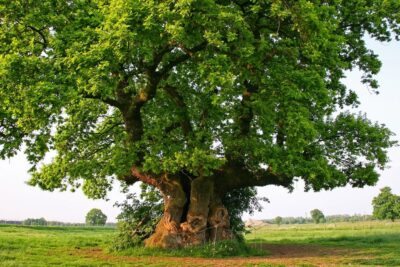 National Tree of Serbia - Oak