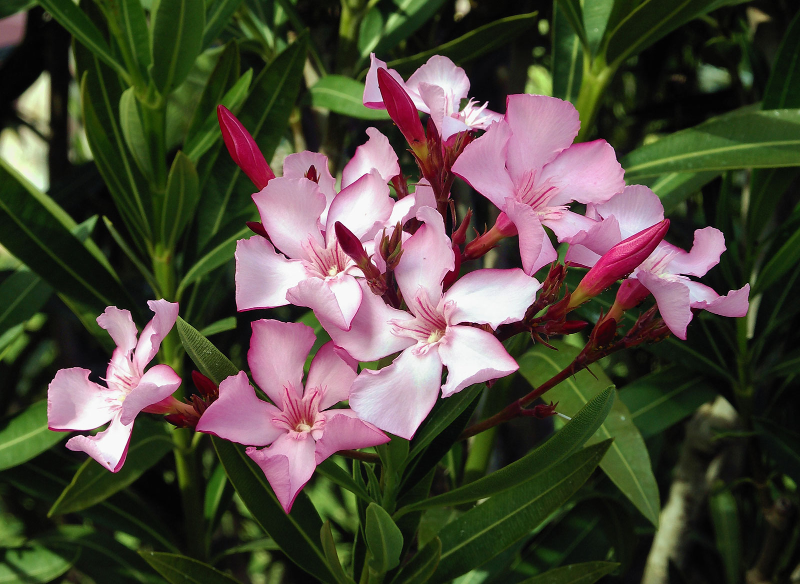 National Flower of British Virgin Islands -Oleander