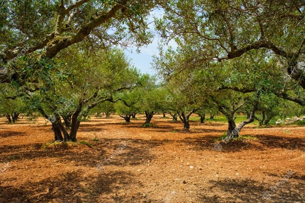National Tree of Greece - Olive Olea europaea