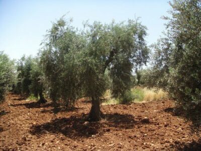 National Tree of Syria - Olive tree