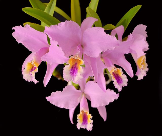National Flower of Venezuela -Orchid cattleya mossiae