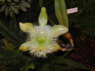 National flower of Honduras - Orchid 