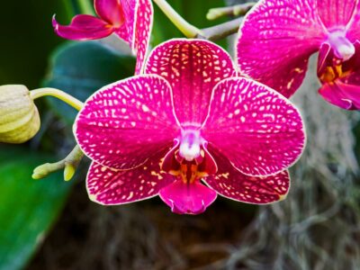 National Flower of Kenya -Orchid