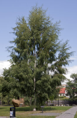 National Tree of Sweden - Ornäs birch