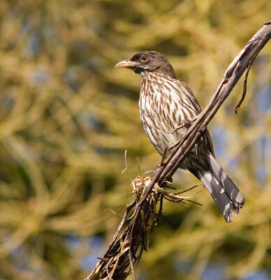 National bird of Dominican Republic - Palm Chat