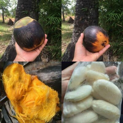 National Fruit of Angola -Palm fruit