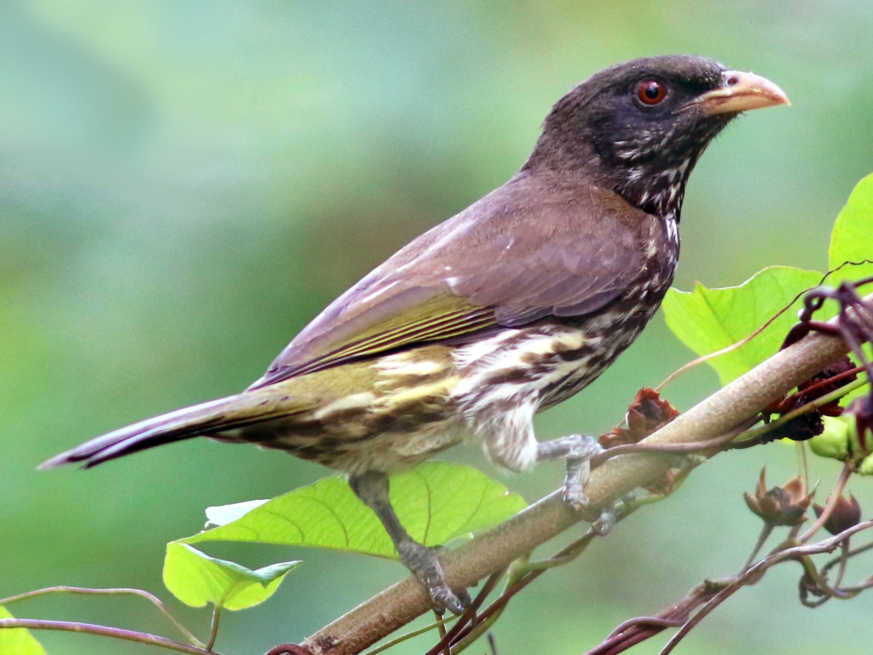 National Animal of Dominican Republic - Palmchat