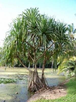 National Tree of Samoa - Paogo (Pandanus tectorius)