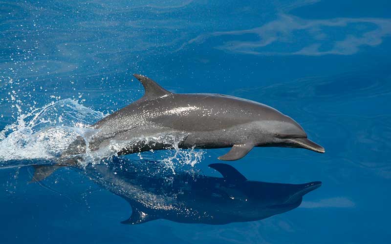 National Animal of Tuvalu - Pantropical spotted dolphin
