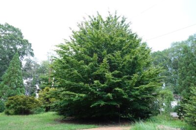 National Tree of Azerbaijan - Parrotia persica