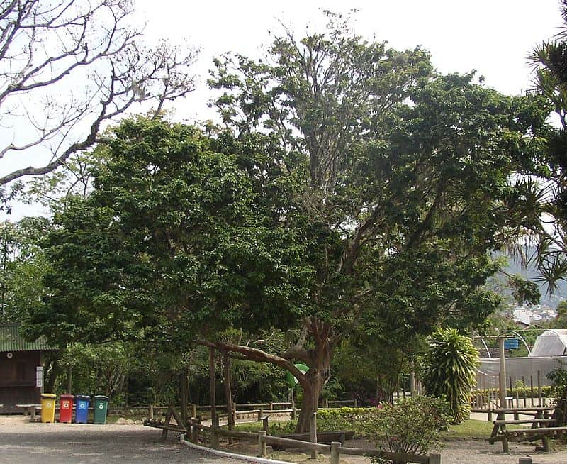 National tree of Brazil