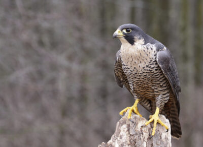 National bird of San Marino - Peregrine falcon
