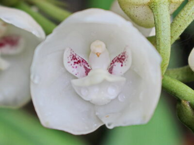 National Flower of Panama -Peristeria elata