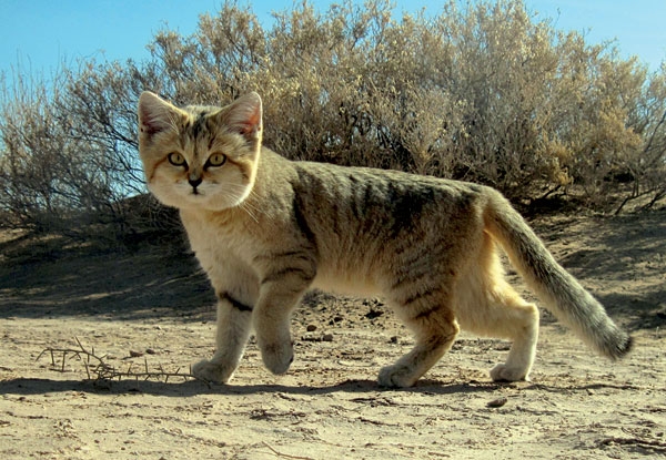 National Animal of Uzbekistan - Turkestan sand cat