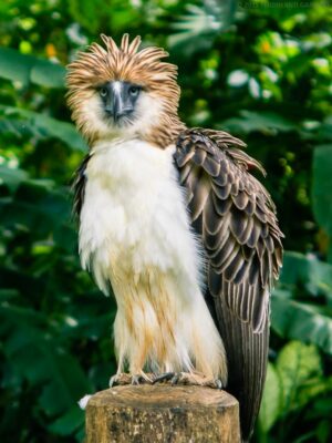 National bird of Philippines - Philippine eagle