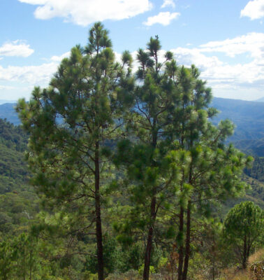 National Tree of Honduras - Pinus oocarpa