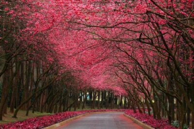 National Tree of Taiwan - Plum blossom