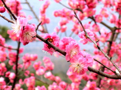 National flower of China - Plum blossom