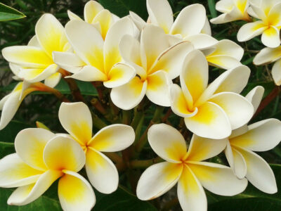National flower of Kiribati - Plumeria Frangipanis