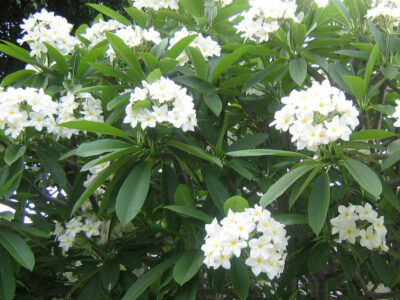 National Flower of Laos -Plumeria alba