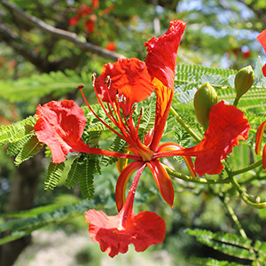 National flower of St Kitts & Nevis - Poinciana 