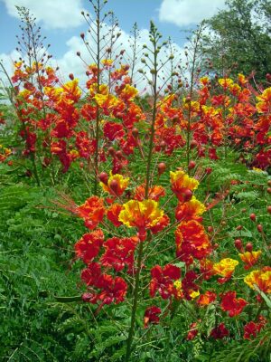 National flower of Barbados - Pride of Barbados