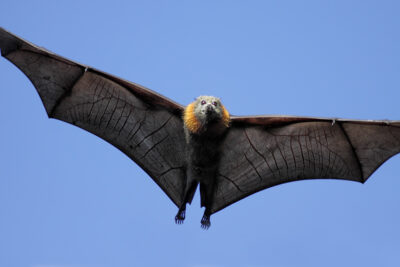 National Animal of Micronesia - Chuuk Flying Fox