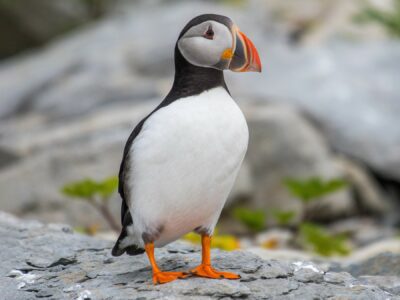 National bird of Iceland - Puffin