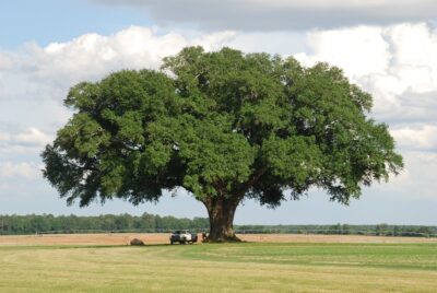 National Tree of Georgia - Quercus virginiana