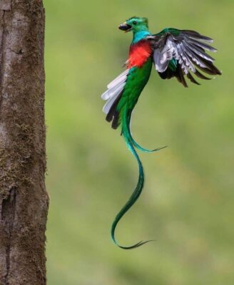 National bird of Guatemala - Quetzal