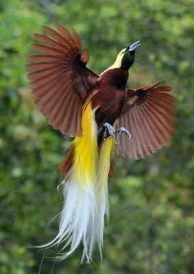 National bird of Guinea - Raggiana bird-of-paradise