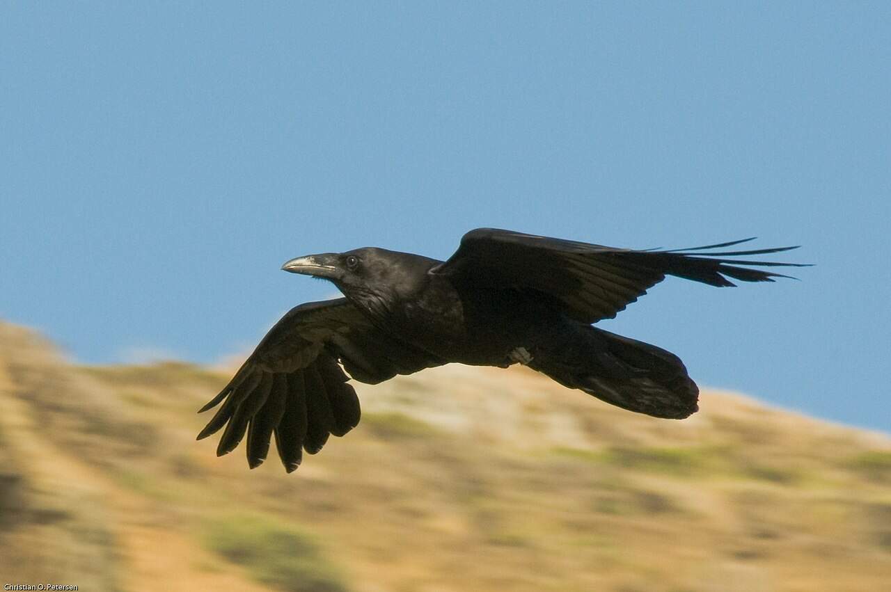 National bird of Bhutan - Raven